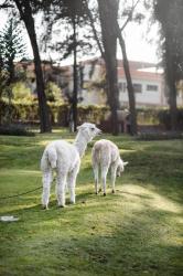 Wyndham Costa del Sol Arequipa 4 Wyndham Costa del Sol Arequipa 4