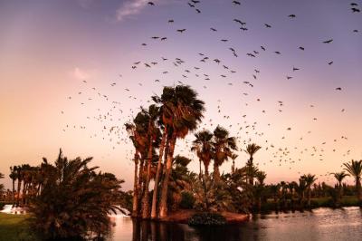 Pickalbatros Hôtel Du Golf - Adults Friendly 16 Years Plus- All-Inclusive 2 Pickalbatros Hôtel Du Golf - Adults Friendly 16 Years Plus- All-Inclusive 2